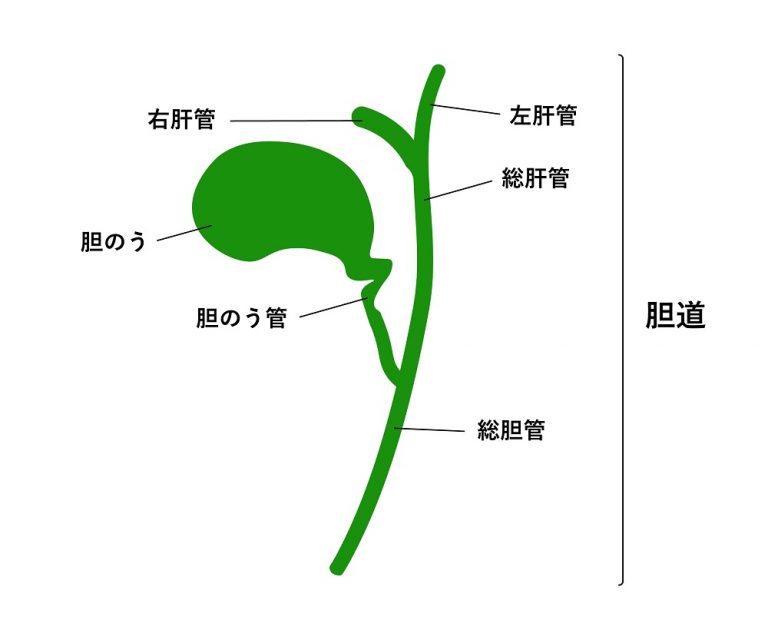胆道 目次(Vol.16/2002年) : 胆道 目次(Vol.18/2004年) – XITHY