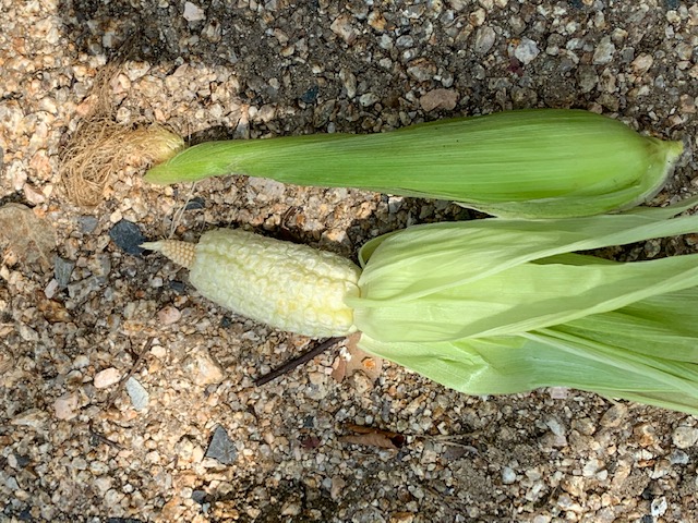 image1.jpeg