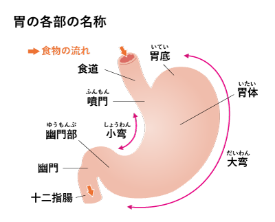 画像:胃の各部の名称
