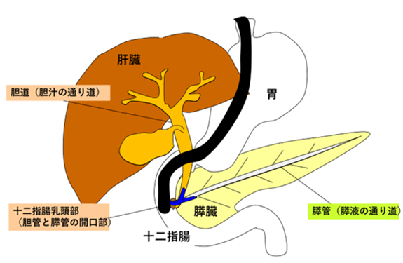 肝臓などのイラスト