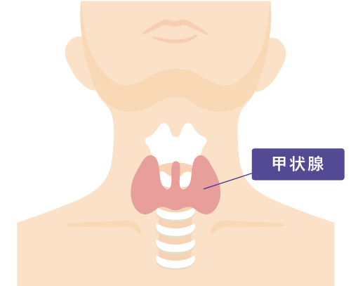 画像:甲状腺イラスト