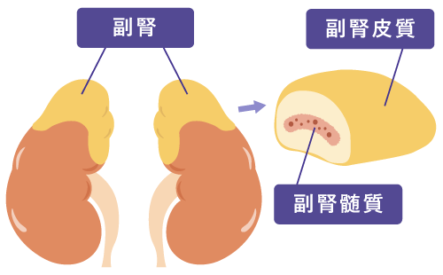 画像:副腎イラスト