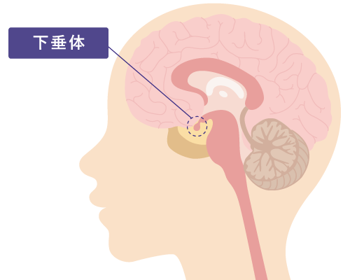 画像:下垂体イラスト